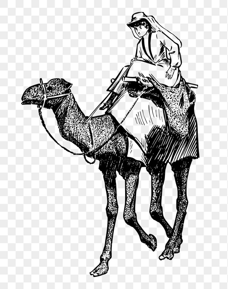 Camel rider png sticker, transparent | Free PNG - rawpixel