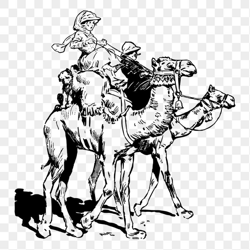 Camel riders png sticker, vintage | Free PNG - rawpixel