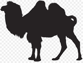 Camel, Royaltyfree, Silhouette, Camelid PNG