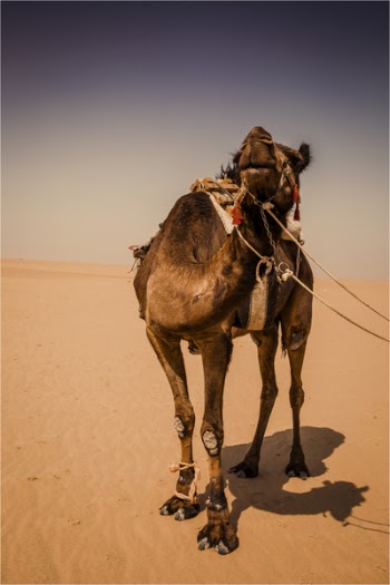 Camel Standing on Sand