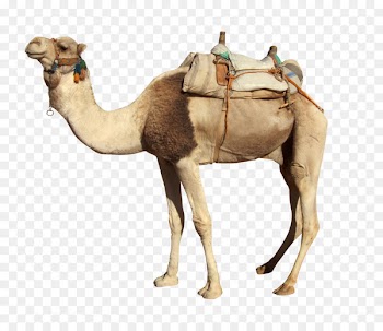 Camel Stock photography Royalty-free Portable Network Graphics Image - camel 