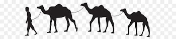 Camel train Caravan Clip art - Camel Caravan Silhouette PNG Clip Art 