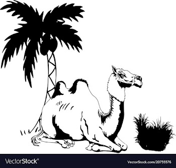 Camel vector image