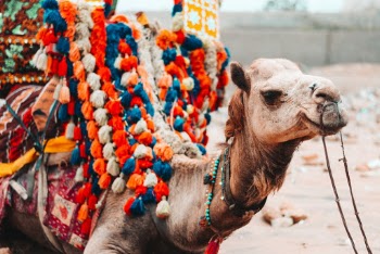 Camel With Multicolored Saddle