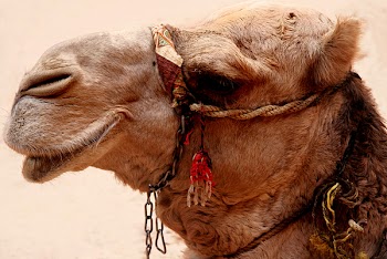 camelCN_7641.jpg