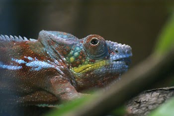 Cameleon | Free Photo - rawpixel