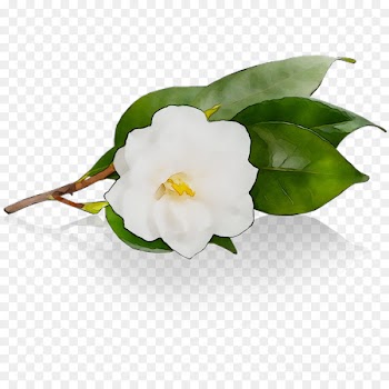 Camellia -  