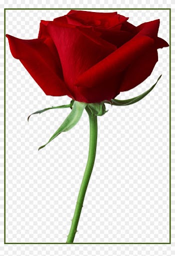 Camellia Flower Camellia Flower Png Awesome Rose Png - Png Rose