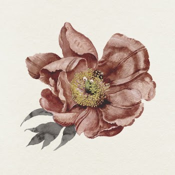Camellia flower illustration  | Free Photo Illustration - rawpixel