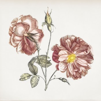 Camellia flower vintage illustration | Free Photo Illustration - rawpixel