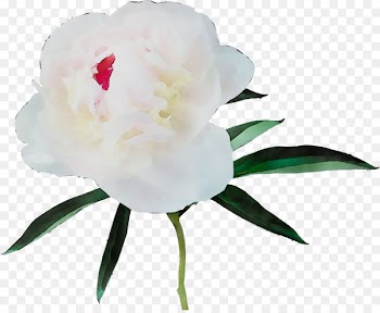 Camellia Peony Herbaceous plant Plant stem Cut flowers -  