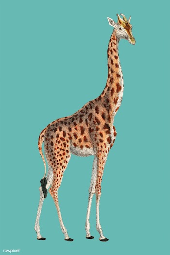 Camelopardis Giraffe - The Giraffe (1837) by .. | Free stock vector - 471612