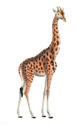Camelopardis Giraffe - The Giraffe (1837) by .. | Free stock vector - 471614