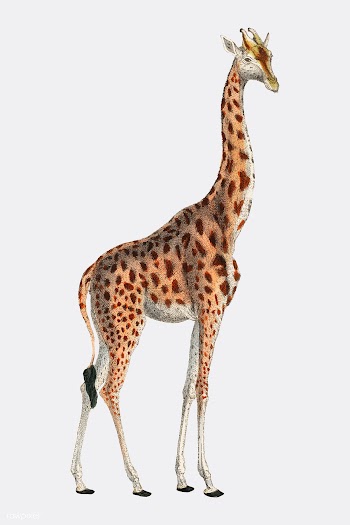 Camelopardis Giraffe - The Giraffe (1837) by .. | Free stock vector - 471616