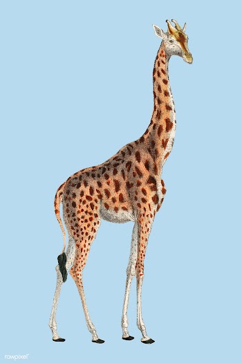 Camelopardis Giraffe - The Giraffe (1837) by .. | Free stock vector - 471619
