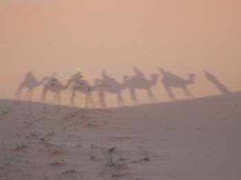 camelshadow.jpg
