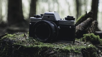 Camera On Wood Stump