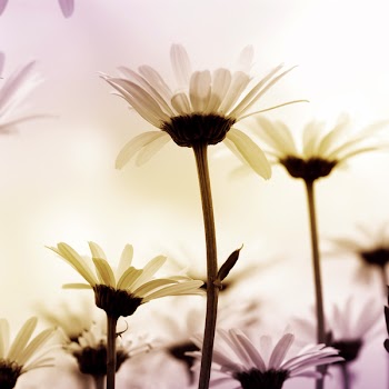 Camomile