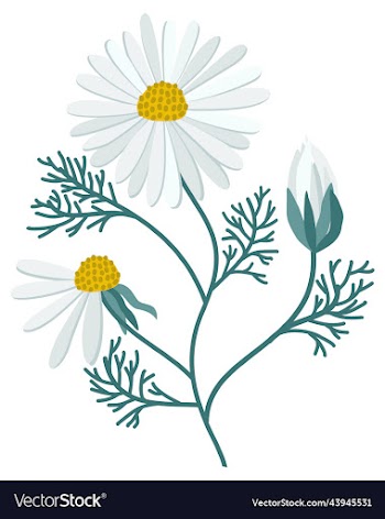 camomile