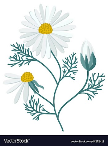 camomile