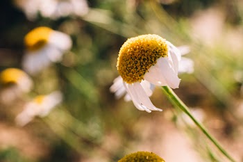 Camomile closeup