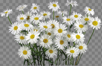 Camomile File