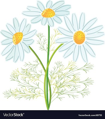 Camomile flowers vector image