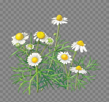 Camomile Png Image