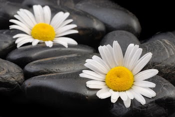 Camomiles