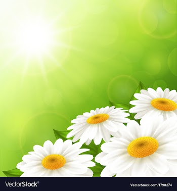  					Camomiles on a green background vector&nbsp;image														
