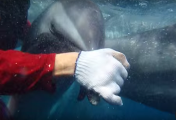 Campaigns | Dolphin Safe Fishing | International Marine Mammal Project