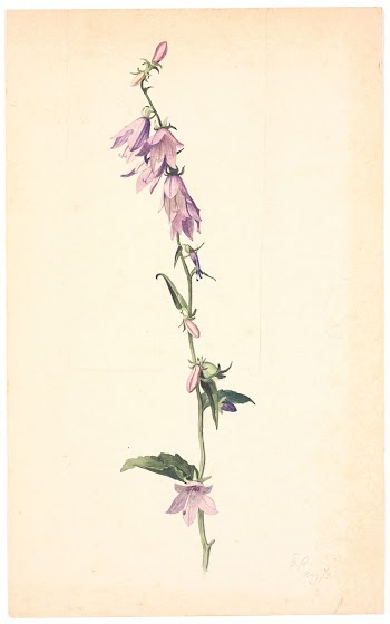Campanula | Free Photo - rawpixel