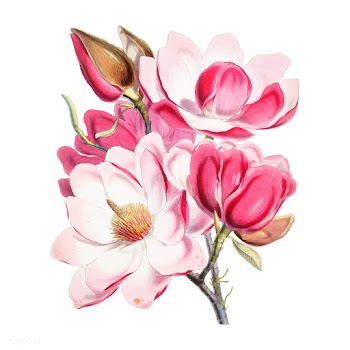 Campbell's magnolia (Magnolia Campbellii).. | Free stock vector - 471375