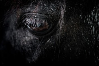 Can’t see Eye to Eye