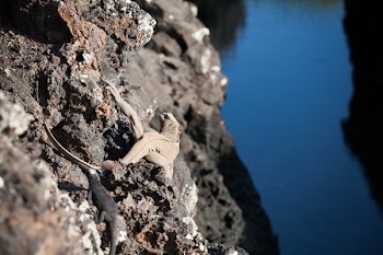 Can You See The Iguana