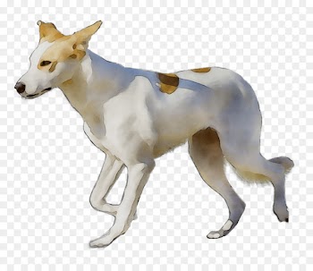 Canaan Dog Ibizan Hound Dog breed Pariah dog -  