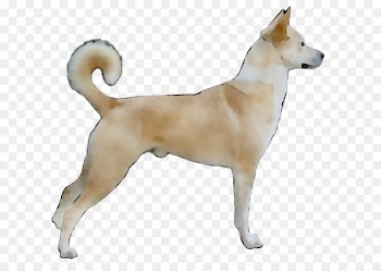 Canaan Dog Korean Jindo Norwegian buhund Ancient dog breeds -  