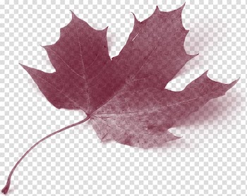 Canada Acer circinatum Maple leaf Autumn leaf color, Maple Leaf transparent background PNG clipart