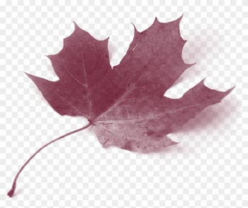 Canada Acer Circinatum Maple Leaf Autumn Leaf Color - Maple Leaves Green Yellow