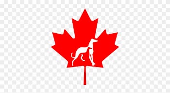 Canada Flag Maple Leaf