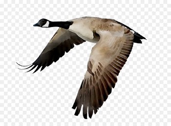 Canada goose Bird Flight Mallard -  