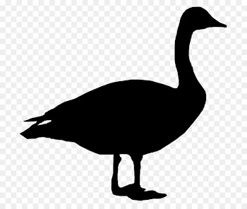 Canada goose Duck Clip art Decal -  