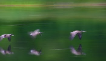 Canada goose | Free Photo - rawpixel