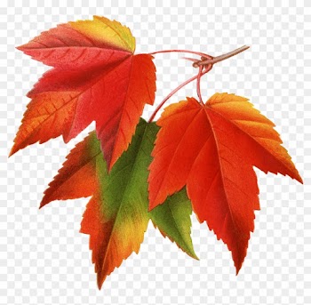 Canada Japanese Maple Red Maple Maple Leaf Clip Art - Maple Leaf Botanical Illustration