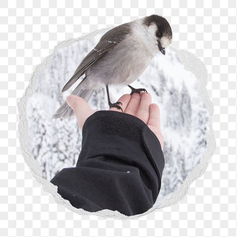 Canada jay bird png sticker, | Free PNG - rawpixel