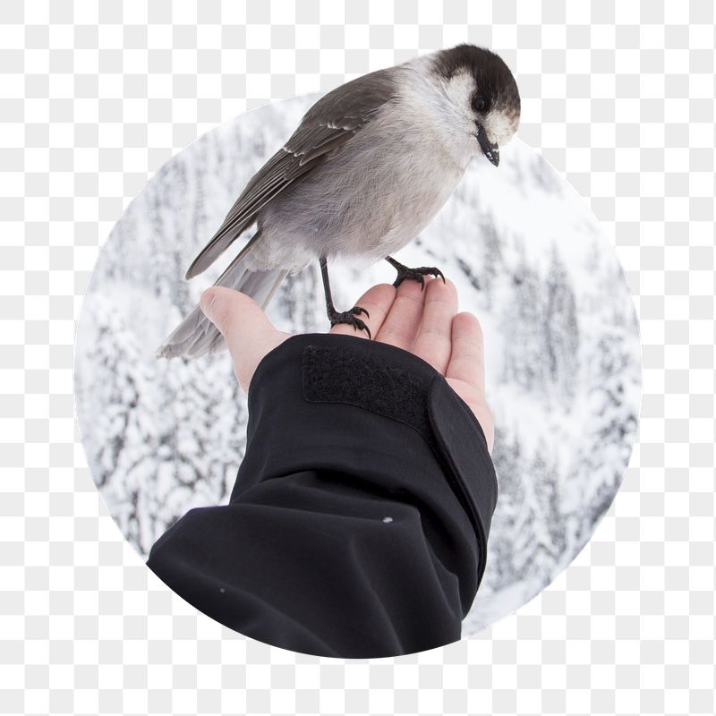 Canada jay bird png sticker, | Free PNG - rawpixel