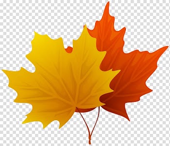 Canada Maple leaf , Maple Leaf transparent background PNG clipart