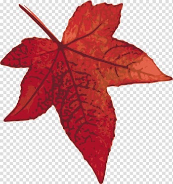 Canada Red maple Maple leaf , Maples transparent background PNG clipart