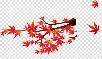 Canada Template Microsoft PowerPoint Google Docs, Red maple leaf transparent background PNG clipart