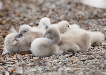Canadian Geese